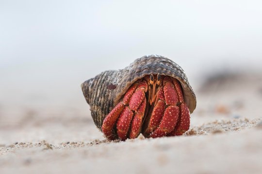Hermit crab (Paguroidea) on the beach, Rarotonga, Cook Islands, Oceania