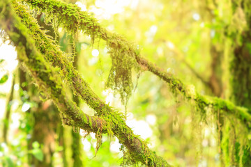 Mountain moss on tree in cloud rain forest close-up with sunlight for background or wallpaper