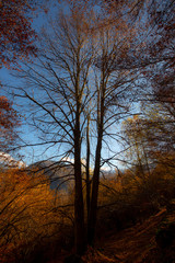 Fototapeta premium ARBOL DE OTOÑO