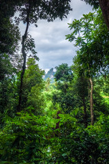 jungle forest landscape, Khao Sok, Thailand