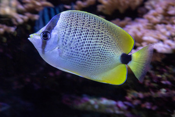 Angel Fish