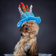 Cute dog , yorkshire terrier in carnival party hat celebrating birthday