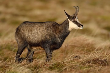Chamois (Rupicapra rupicapra), buck stands on a meadow discoloured in autumn, La Bresse, Vosges, France, Europe