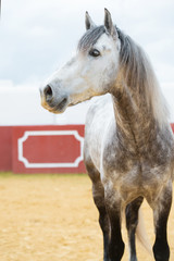 portrait of grey  Andalusian stallion in bull arena