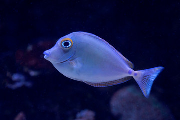Blue Tropical Coral Fish