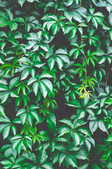 Green leaves background;  nature background