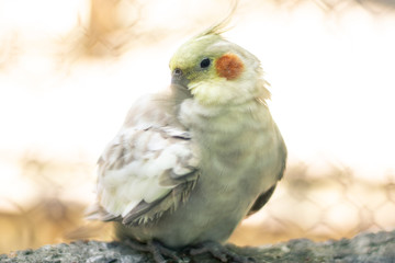 cockatiel