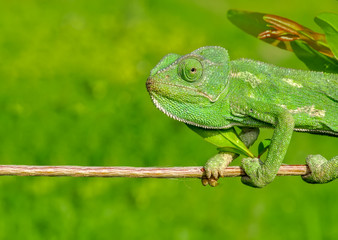 Beautiful green chameleon - Stock Image