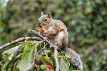Squirrel on a branch gnaws fruit, St. James Park, London, UK
