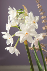 Fototapeta na wymiar Narcissus lavender