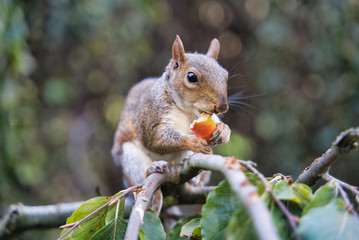 Squirrel eating fruit in St. James Park, London, UK