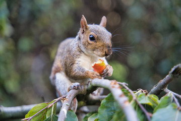 Squirrel eating fruit in London Park, UK