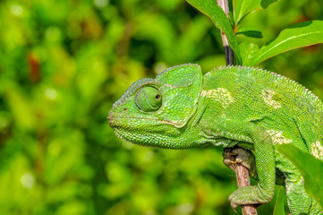 Beautiful green chameleon - Stock Image