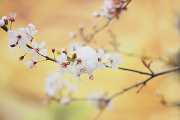 Wild cherry flowers in bloom, covered with last spring snow