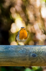 A bright Chiffchaff  Phylloscopus collybita perched on a branch