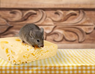 Mouse trap with cheese and mouse on background