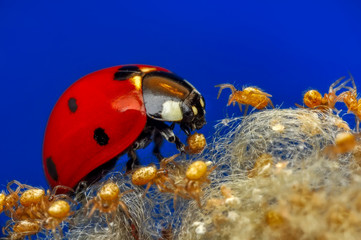 Obraz na płótnie Canvas Beautiful ladybug and spiders on leaf defocused background