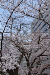 Cherry blossoms in the center of Tokyo, Japan