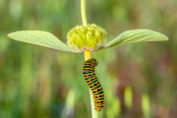 Beautiful   Сaterpillar of swallowtail - Stock Image