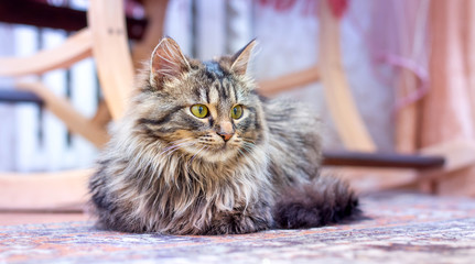 A young fluffy cat sits in a room near a rocking chair_
