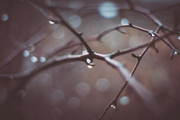drop of water on a tree branch in the rain, close-up