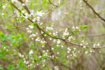 First blooming tree. First spring flowering