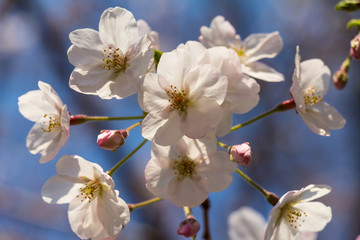 Fototapeta na wymiar Cherry blossoms in the center of Tokyo, Japan