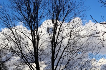 The fluffy white clouds in the sky though the branches.