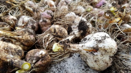 frischer Knoblauch geerntet Ernte aus der Erde