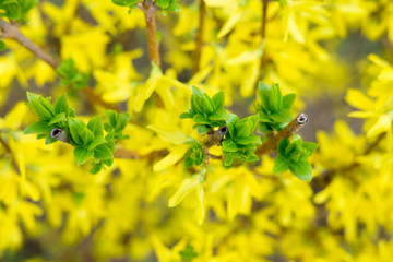 flowering of yellow spring flowers.
