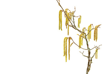 branch and golden flowers of hazel tree on the right, on white background