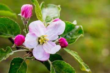 Fototapeta na wymiar Flower of apple with buds. Spring flowering_