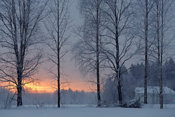 Winter landscape with trees in snow fall.  Wintry sunrise.