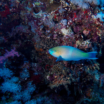 Parrotfish swimming near colorful coral reef in red sea
