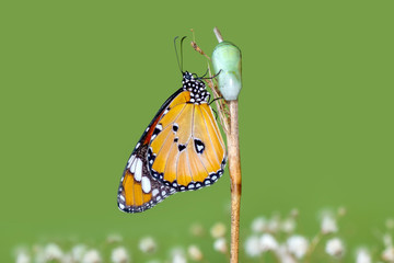 Amazing moment ,Monarch butterfly emerging from its chrysalis