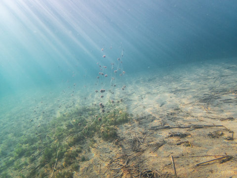 Underwater view of seabed