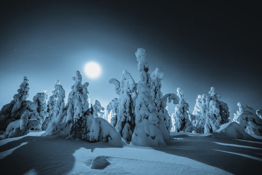 Scenic view of snow covered trees in forest at night