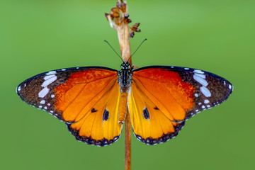 Closeup   beautiful butterfly sitting on flower