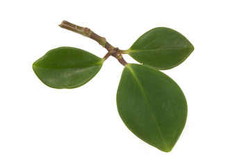 leaf isolated on white background