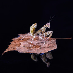 Mantis Creobroter gemmatus fertilized female