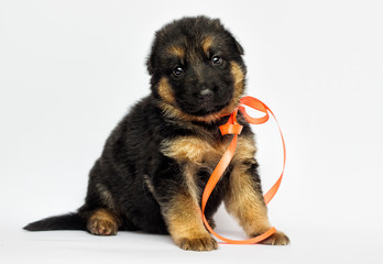 little puppy german shepherd on a white background