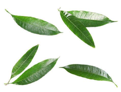 Composition of fresh mango leaves on white background, top view