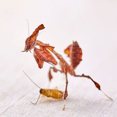 Portrait of the ghost mantis siting