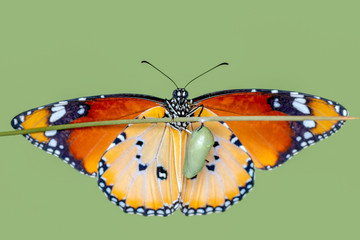 Amazing moment ,Monarch butterfly emerging from its chrysalis