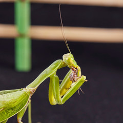 Close-up of a European praying Mantis Mantis religiosa