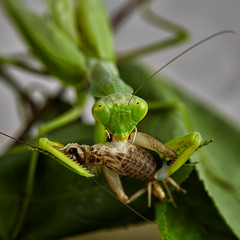 Close-up of a European praying Mantis Mantis religiosa
