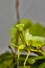 Close-up of a European praying Mantis Mantis religiosa