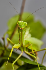 Close-up of a European praying Mantis Mantis religiosa