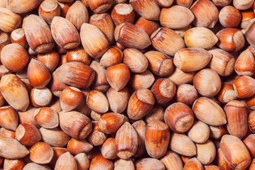 background - wild hazelnuts of different sizes