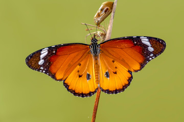 Amazing moment ,Monarch butterfly emerging from its chrysalis